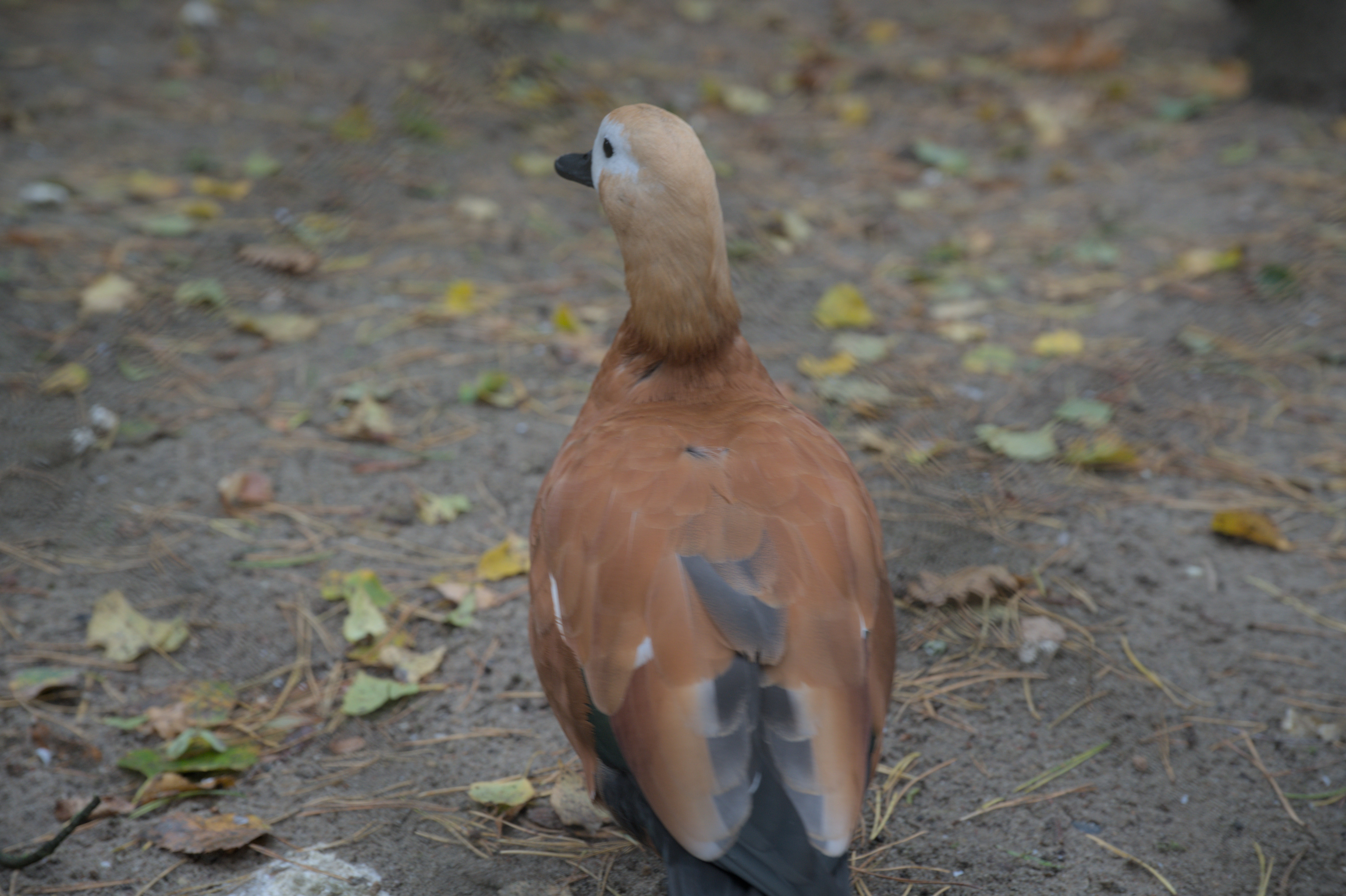 2025/10/12 - zoo/DSC_0098.jpg
